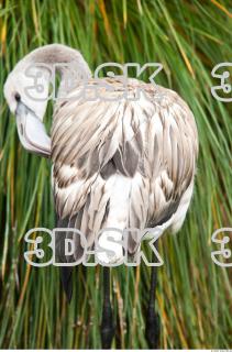 Body texture of gray flamingo 0014